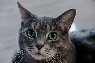 photo of green eye of gray tabby cat
