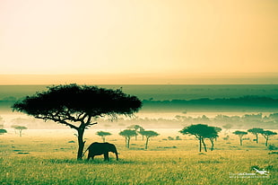 silhouette of elephant beside tree