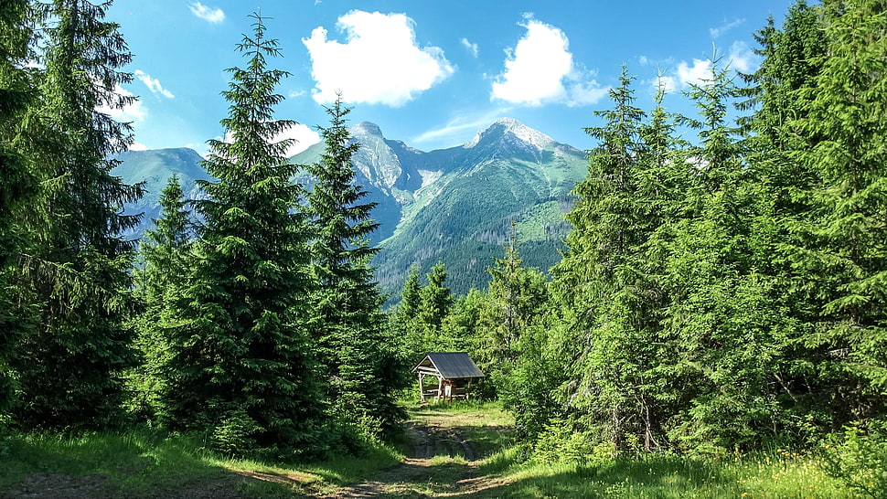 cabin between green trees on forest during daytime HD wallpaper