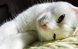 white Cat lying on a green textile HD wallpaper