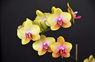 shallow focus of yellow orchids