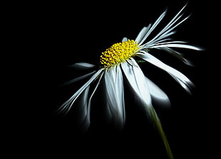 white daisy flower photo with black background HD wallpaper