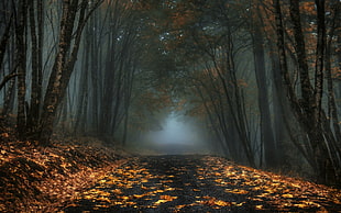 road near brown leaved trees during nighttime