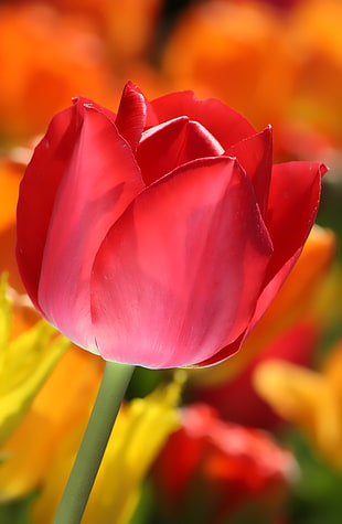 selective photography of pink rose, tulip