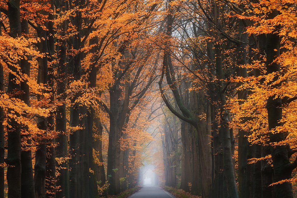 selective photographed of pathway surrounded by brown leaf trees HD wallpaper