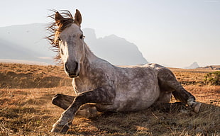 horse lying on ground