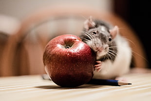 black and white rodent holding apple, rat