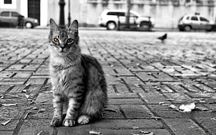 silver Tabby cat on the gray pavement