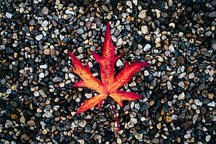 orange and red maple leaf HD wallpaper