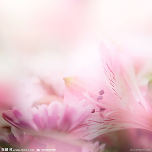 pink petaled flowers, flowers
