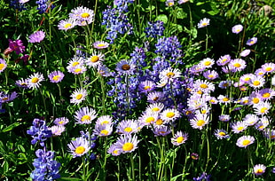 purple and yellow flowers HD wallpaper