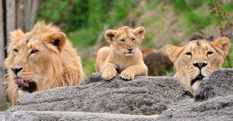 macro shot photography of several lions HD wallpaper