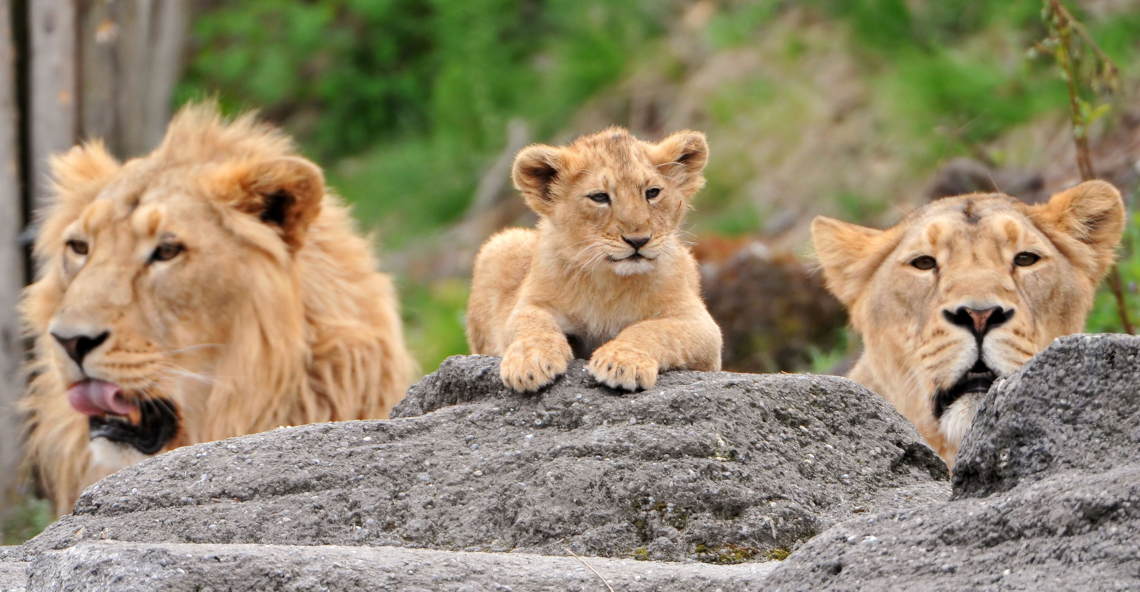 macro shot photography of several lions