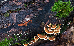 brown lizard on tree trunk with shrooms