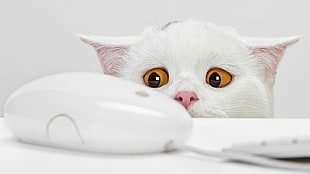 closeup photo of white cat staring at Apple Mighty Mouse
