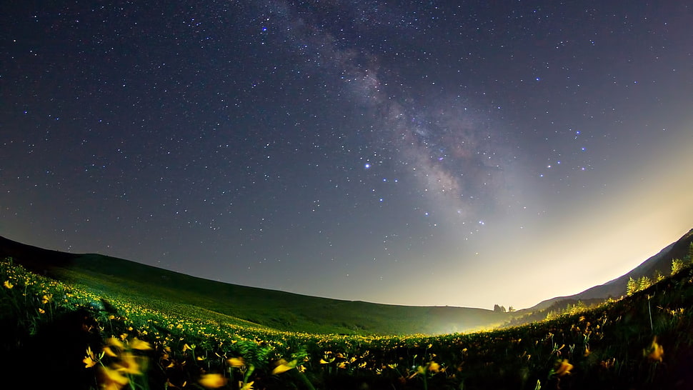 grass field, landscape HD wallpaper