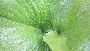 green leaf, nature, macro, photography, water drops