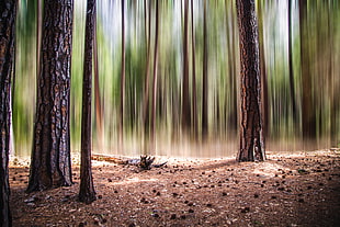 shallow focus of tree trunks during daytime