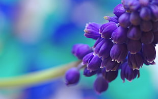 purple indian beets HD wallpaper