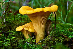 two brown-and-white birds, mushroom, plants, macro, moss