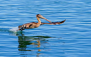 brown Pelican on body of water during daytie