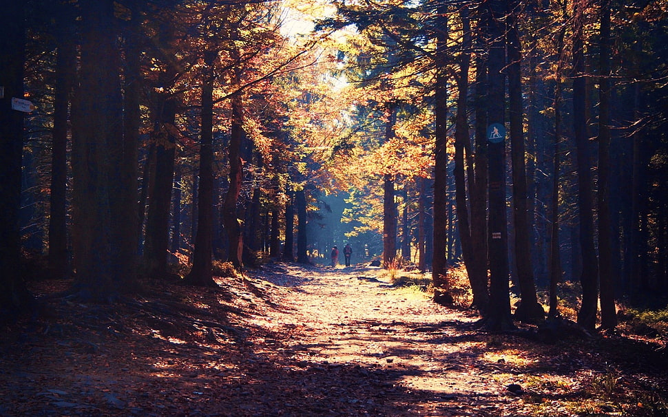 green leafed trees, forest HD wallpaper