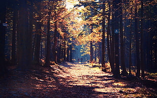 green leafed trees, forest