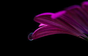 closeup photography of pink daisy with dewdrop