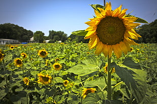 sunflowers photography HD wallpaper