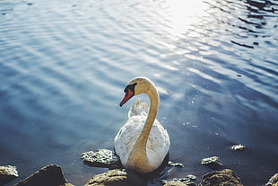 white Mute swan on body of water HD wallpaper