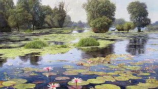 pink lily flowers, pond, flowers, reflection, trees