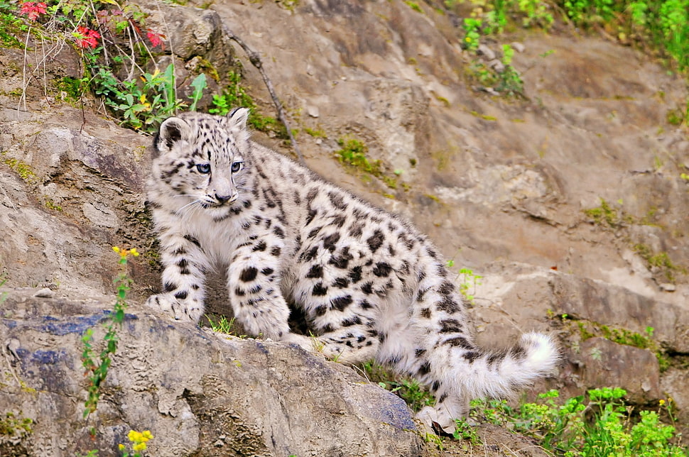 leopard climbing on rocky cliff HD wallpaper