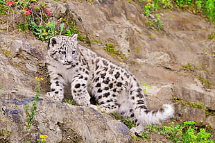 leopard climbing on rocky cliff