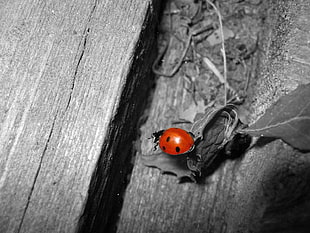 selective color photography of ladybird