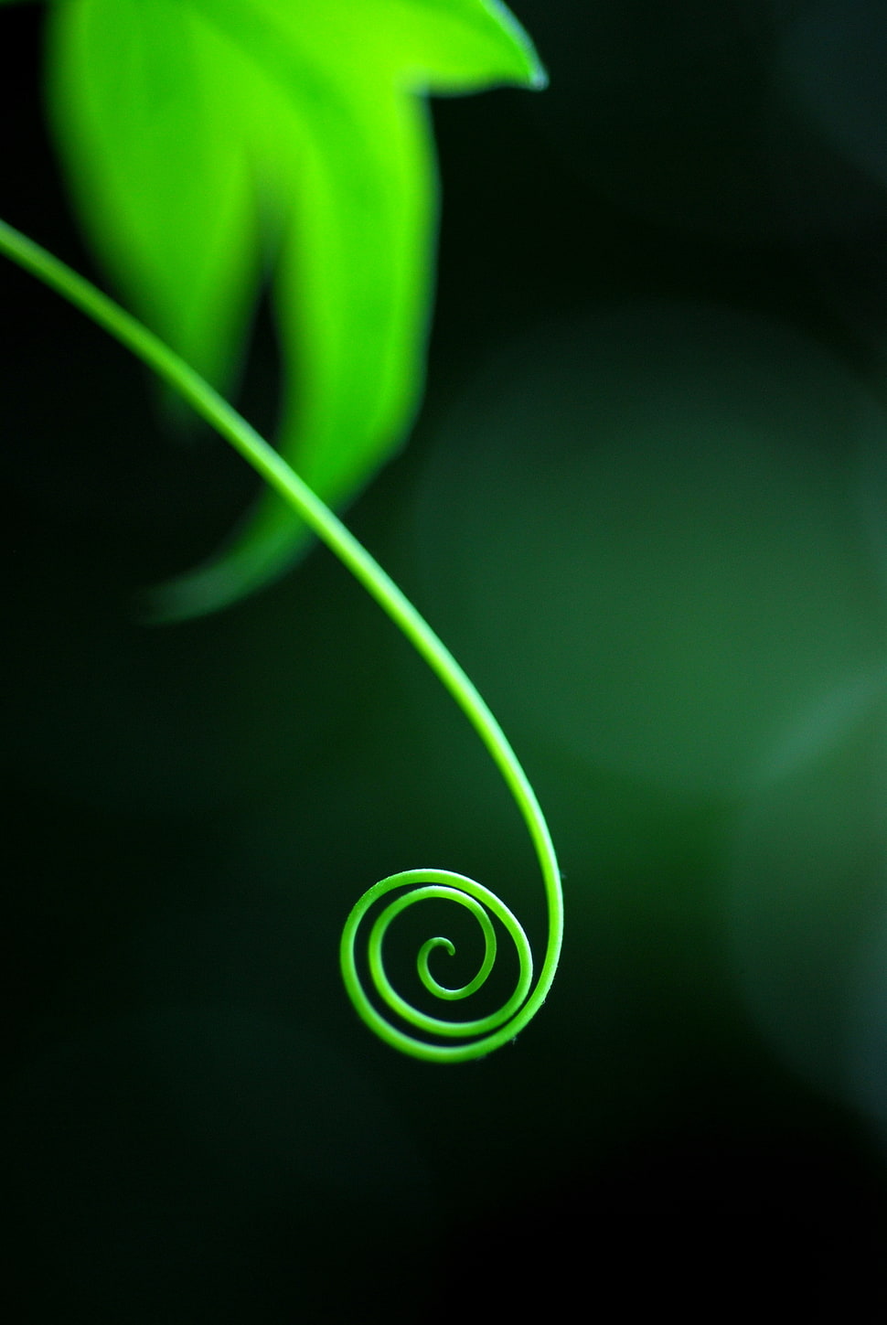 coiled young sprout selective focus photography HD wallpaper