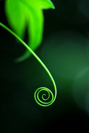 coiled young sprout selective focus photography HD wallpaper