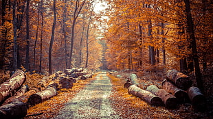 road, forest, leaves, trees