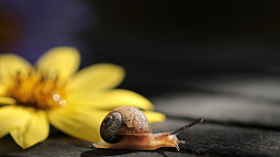 shallow focus photography of brown snail beside yellow flower