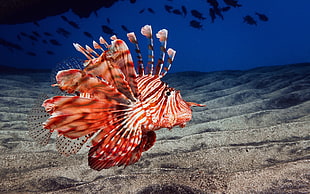 red and white sea creature, animals, nature, lionfish, fish HD wallpaper