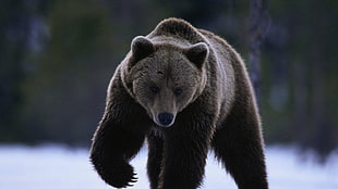 bears, winter, animals HD wallpaper
