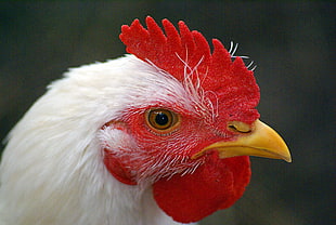 red and white rooster, rooster booster HD wallpaper