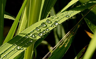 closeup photography of water droplet on green leaf plant