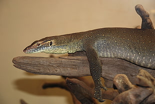 brown lizard on driftwood