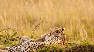 brown and black cheetah, animals, nature, wildlife, cheetahs HD wallpaper