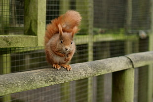 brown squirrel on green wood