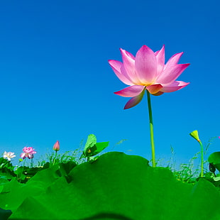 pink Lotus and Lily pads at daytime HD wallpaper