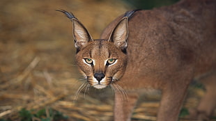 selective focus photography of brown lynx