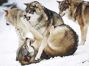 group of wolves on snowfield area during daytime