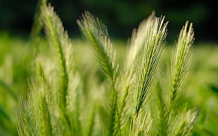 selective focus of green wheat plants