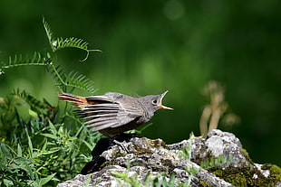 brown bird on gray rock during daytime HD wallpaper